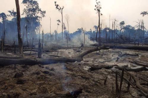 Why Rainforest Deforestation Must Stop