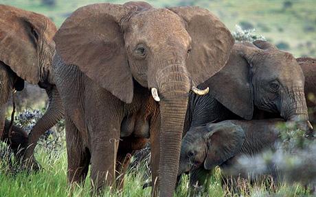kenya animals elephants. Kenyan elephants – Photo: